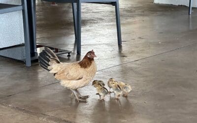 Chickens of Kauai